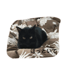 黒猫のあめしゃん（個別スタンプ：5）