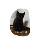 黒猫のあめしゃん（個別スタンプ：7）
