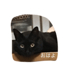 黒猫のあめしゃん（個別スタンプ：8）
