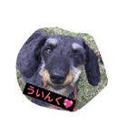ののとぽぽ。（個別スタンプ：1）