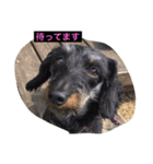 ののとぽぽ。（個別スタンプ：8）