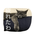 ふくぶくしい猫（個別スタンプ：1）