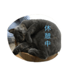 ふくぶくしい猫（個別スタンプ：2）