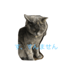 ふくぶくしい猫（個別スタンプ：3）