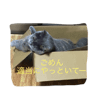 ふくぶくしい猫（個別スタンプ：4）