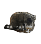 ふくぶくしい猫（個別スタンプ：6）