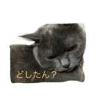 ふくぶくしい猫（個別スタンプ：8）
