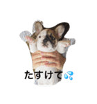 フレブルのお豆ちゃん（個別スタンプ：4）