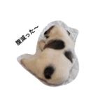 フレブルのお豆ちゃん（個別スタンプ：6）