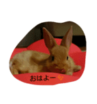 うさぎのもふ（個別スタンプ：7）