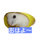 はむたん（個別スタンプ：1）