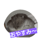 はむたん（個別スタンプ：3）