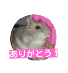 はむたん（個別スタンプ：4）