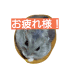 はむたん（個別スタンプ：5）