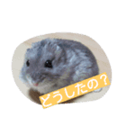 はむたん（個別スタンプ：6）