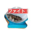 はむたん（個別スタンプ：7）