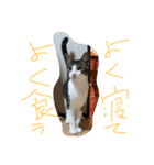 ぽんきちの楽しい1日（個別スタンプ：3）