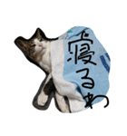 ぽんきちの楽しい1日（個別スタンプ：7）