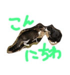 ぽんきちの楽しい1日（個別スタンプ：9）