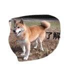 大和田家の柴犬ペロ（個別スタンプ：10）