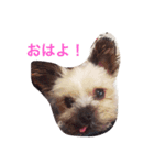 ゆりとRandy（個別スタンプ：3）