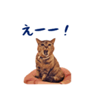 コトのおちり（個別スタンプ：16）