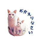 コトのおちり（個別スタンプ：19）