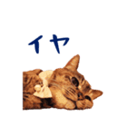 コトのおちり（個別スタンプ：24）