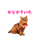 コトのおちり（個別スタンプ：36）