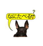 トイマンチェスターテリアと黄色い吹き出し（個別スタンプ：4）