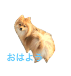 ポメラニアン 心（個別スタンプ：2）