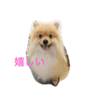 ポメラニアン 心（個別スタンプ：4）