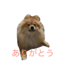 ポメラニアン 心（個別スタンプ：7）
