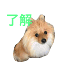 ポメラニアン 心（個別スタンプ：8）
