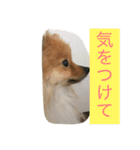 ポメラニアン 心（個別スタンプ：9）