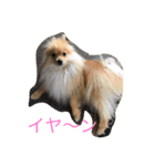 ポメラニアン 心（個別スタンプ：10）