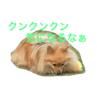 ポメラニアン 心（個別スタンプ：13）
