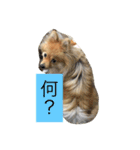 ポメラニアン 心（個別スタンプ：14）