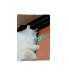 ぼく、のえる！（個別スタンプ：4）