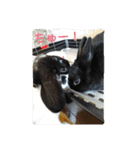 ぼく、のえる！（個別スタンプ：7）