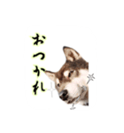 黒柴のルキちんpart2（個別スタンプ：7）