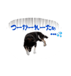 黒柴のルキちんpart2（個別スタンプ：9）