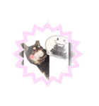 黒柴のルキちんpart2（個別スタンプ：15）