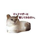 きゃわねこパラダイス（個別スタンプ：6）