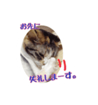きゃわねこパラダイス（個別スタンプ：7）