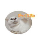 きゃわねこパラダイス（個別スタンプ：8）