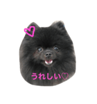 ♡ポメラニアンのコロ♡（個別スタンプ：1）
