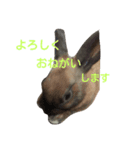 可愛いアイドル（個別スタンプ：5）