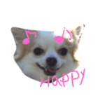 ワンワンワンコ（個別スタンプ：1）