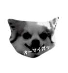 ワンワンワンコ（個別スタンプ：2）